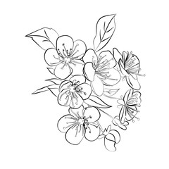 twig cherry blossoms