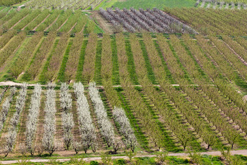 Agriculture at spring