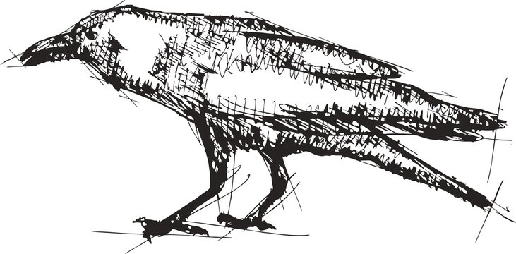 Sketch vector illustration of crow