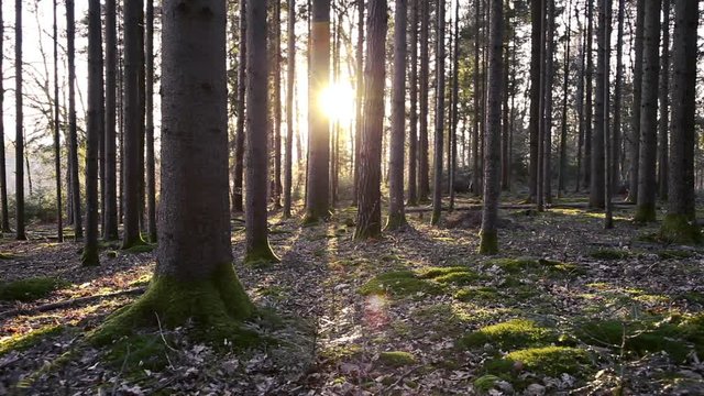 Beautiful sunny wild forest trees landscape. Slow motion camera movement from left to right. Dolly slider equipment used. 