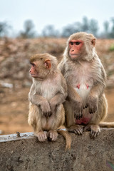 Fototapeta premium Monkeys in Indian Town