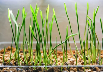 young new green wheat germ in spring