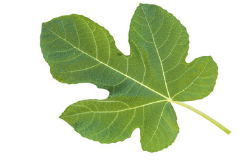 fig leaf isolated on a white background