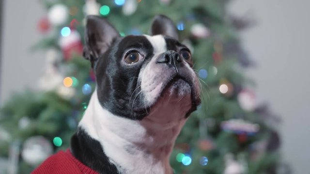 Boston Terrier Dog Close Up by Holiday Christmas Tree