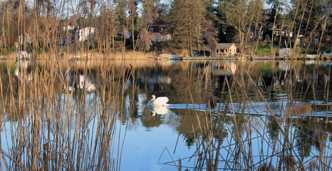 einsamer Schwan auf dem See