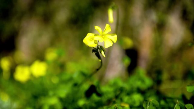 Primavera. Fiore di acetosella giallo mosso delicatamente da una leggera brezza.