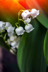 Beautiful flower background at sunset. Great spring background, blooming wild flowers.