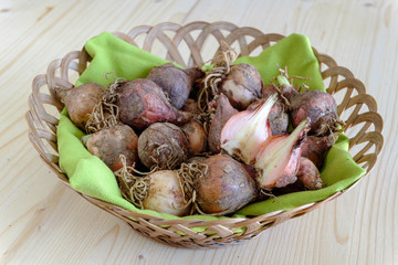 Raw lampascioni traditional Italian wild food