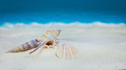 Shells on sandy beach on blue blurred background