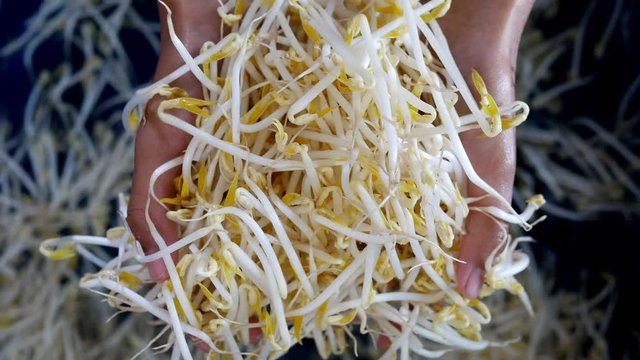 The organic beansprout no hormone, Sodium hydrosulphite and formalin on water.