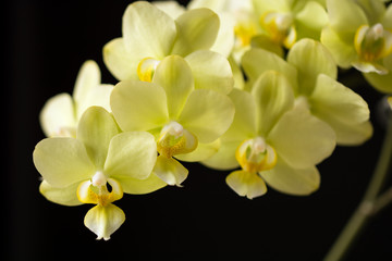 Fototapeta na wymiar Yellow orchid in full blossom on black background