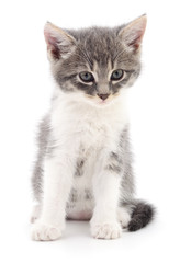 Kitten on white background.