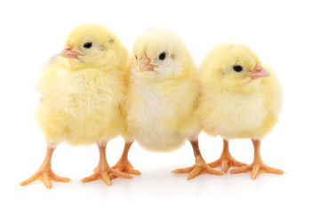 Three cute chicks.
