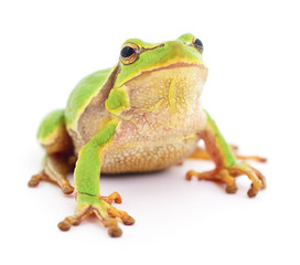 Small tree frog.