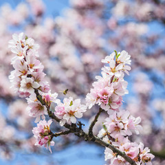 Biene sammelt Honig im Mandelbaum