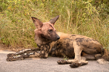 African wild dog looking back at the rest of the pack 