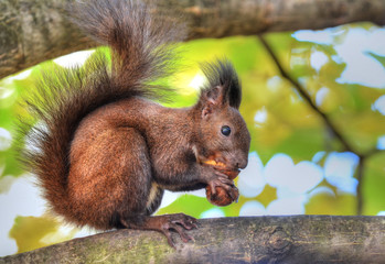 Beautiful brown squirrel eating walnuts on a tree branch