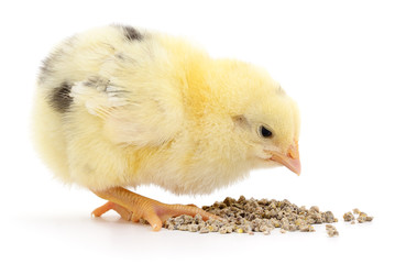 Baby chicken having a meal