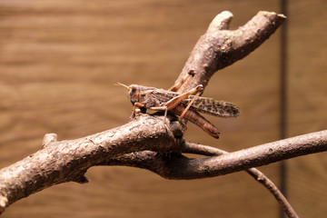Migratory locust (Locusta migratoria)