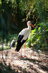 Stork