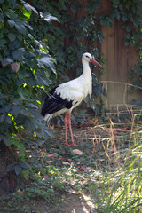 Stork