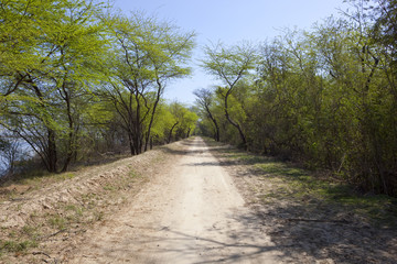 Fototapeta na wymiar acacia lined road at harike wetlands india