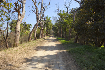 tree lined road at harike wetlands india