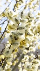 Wiosenne kotki w słoneczny dzień