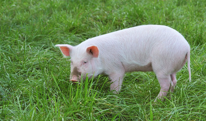 Pig on a green grass.