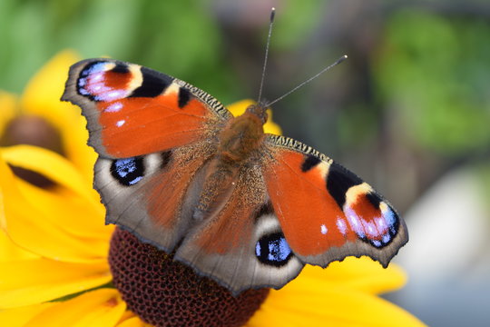 motyl rusałka pawik