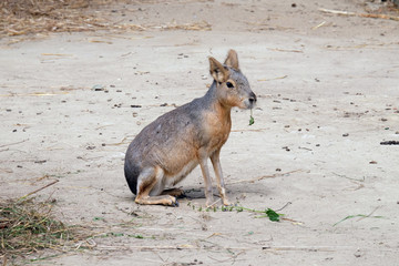Fototapeta premium The Patagonian mara (Dolichotis patagonum)