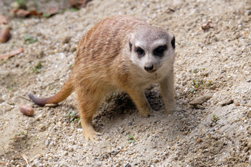 Fototapeta premium Meerkat standing on guard