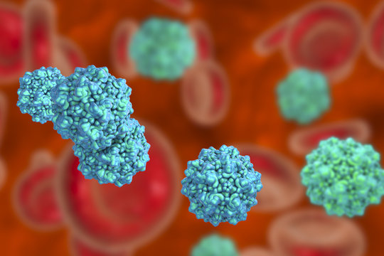 Parvoviruses In Blood, Viruses Which Causes Anemia, A Childhood Rash Called Fifth Disease Or Erythema Infectiosum, 3D Illustration