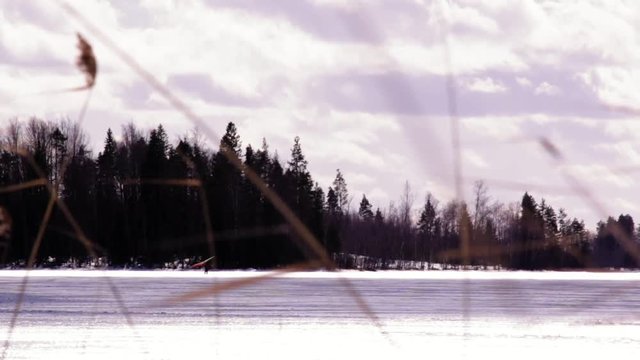 Kitewing skier behind windy reeds