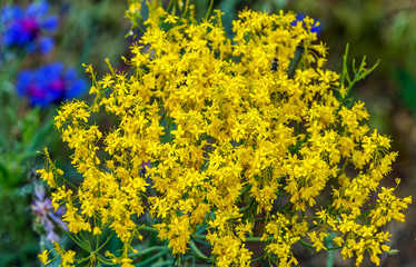 Obraz premium A beautiful flower in the Pirin National Park - Bulgaria