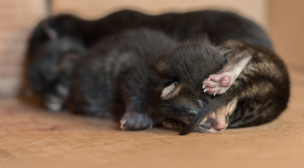 Little blind newborn kittens sleeping in a cardboard box