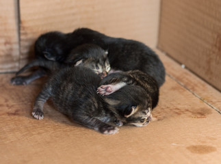 Little blind newborn kittens sleeping in a cardboard box