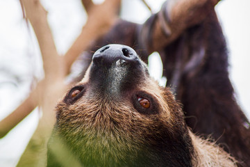 Southern two-toed sloth © Jason Wells