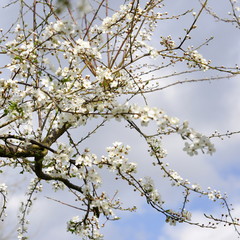 Fleurs de prunier, printemps 