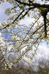 Fleurs de prunier, printemps 