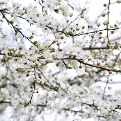 Fleurs de prunier, printemps 