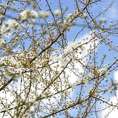 Fleurs de prunier, printemps 