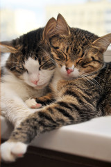 wo cats lie together - 142256797