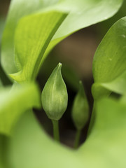 Bärlauch (Allium ursinun)