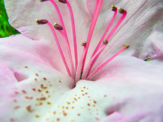 Azalea 15