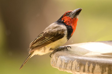 Black Collared Barbet enjoying an afternoon drink
