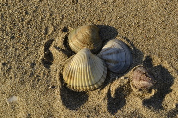Shells on sandy beach