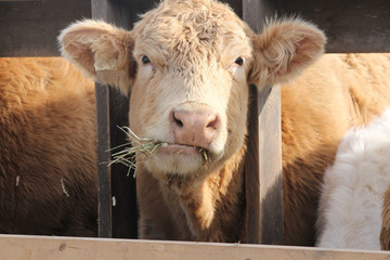 Cows with head between wooden struts of fence on holding pen, mouth full of straw  

