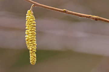 Closeup of hazel catkins during spring