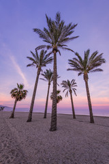 Tropical palm trees on the beach